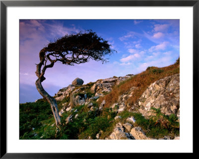 Wind-Sculpted Tree On Rocky Hillside, Connemara, Ireland by Richard Cummins Pricing Limited Edition Print image