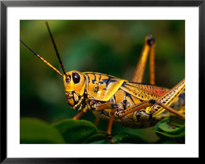 Grasshopper In Florida Everglades, Everglades National Park, Florida, Usa by Greg Johnston Pricing Limited Edition Print image