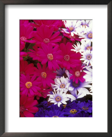 Colorful Flower Collection At Manitow Park Greenhouse, Spokane, Washington, Usa by Brent Bergherm Pricing Limited Edition Print image