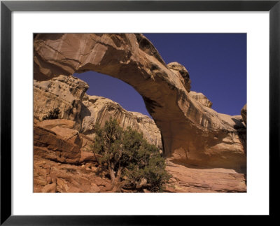 Hickman Bridge With Utah Juniper, Capitol Reef National Park, Utah, Usa by Jamie & Judy Wild Pricing Limited Edition Print image