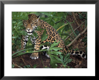 Jaguar, Belize by Lynn M. Stone Pricing Limited Edition Print image