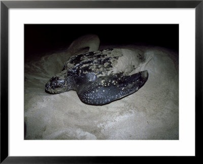 Leatherback Sea Turtle, Digging, Mexico by Patricio Robles Gil Pricing Limited Edition Print image