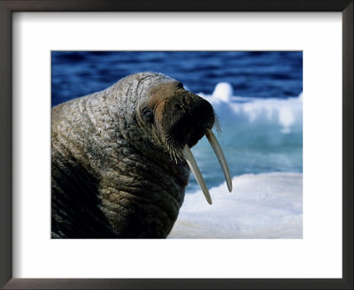 Walrus, Sunbathing, Nunavut, Canada by Gerard Soury Pricing Limited Edition Print image