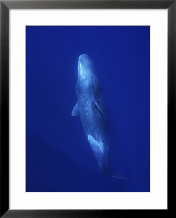 Sperm Whale, Upside Down Underwater, Azores, Portugal by Gerard Soury Pricing Limited Edition Print image