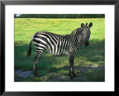 Zebra In Pasture, North Florida by Pat Canova Pricing Limited Edition Print image