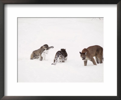 Mountain Lion, With Cubs In Snow, Usa by Mary Plage Pricing Limited Edition Print image
