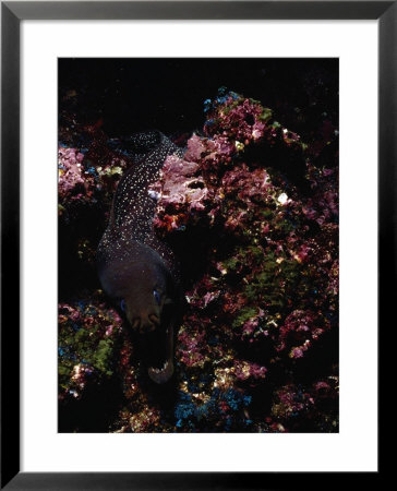 Whitemouth Moray, Gymnothorax Meleagris by Ernest Manewal Pricing Limited Edition Print image