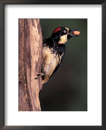 Acorn Woodpecker On A Tree by Fogstock Llc Pricing Limited Edition Print image