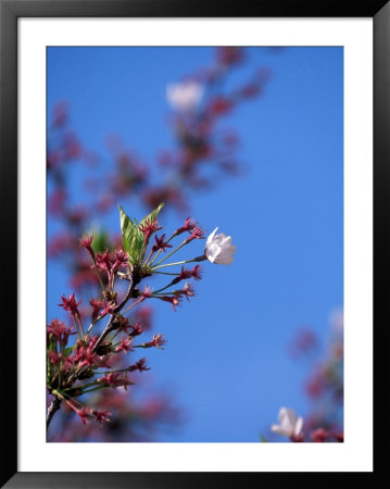 Cherry Blossoms, Washington, Dc by James Lemass Pricing Limited Edition Print image