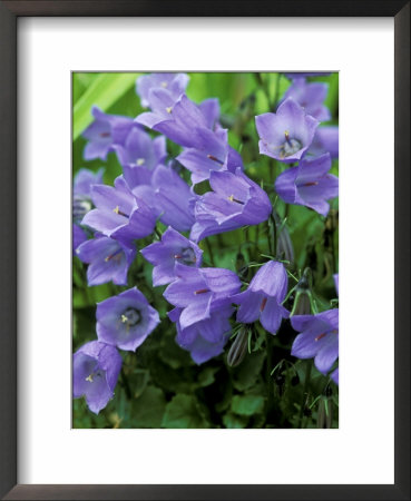 Campanula Cochlearifolia Syn. C. Bellardii, C. Pusilla (Fairys Thimble) by Mark Bolton Pricing Limited Edition Print image