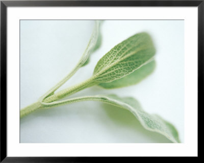 Sage Sprig On White Background by Fran Harper Pricing Limited Edition Print image