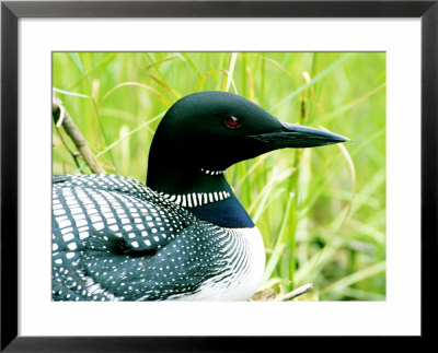 Common Loon On Nest, Quebec, Canada by Philippe Henry Pricing Limited Edition Print image