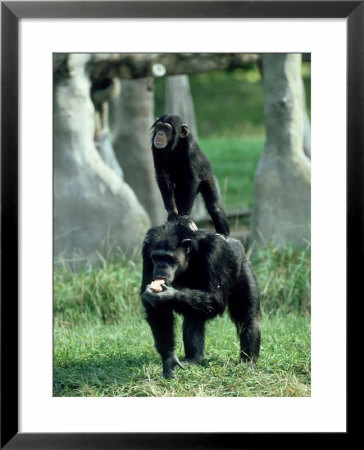 Chimpanzee, Baby Stands On Mothers Back, Zoo Animal by Stan Osolinski Pricing Limited Edition Print image