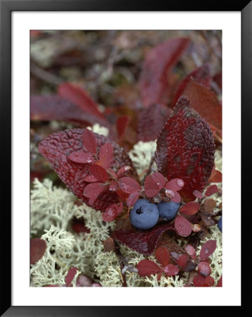 A Cluster Of Blueberries Among Lichens On Tundra In Fall Colors by Norbert Rosing Pricing Limited Edition Print image