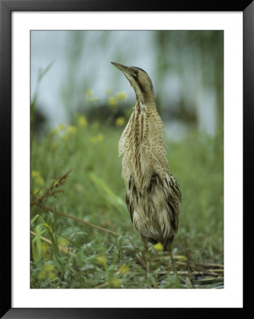Eurasian Bittern Stretching Its Neck To Get A Higher View by Klaus Nigge Pricing Limited Edition Print image