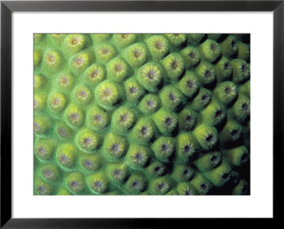A Close View Of Star Coral, Monastrea Cavernosa by Bill Curtsinger Pricing Limited Edition Print image