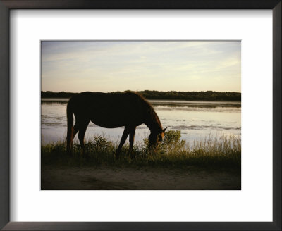 Chincoteague Pony Feeding On Marsh Grass by Al Petteway Pricing Limited Edition Print image