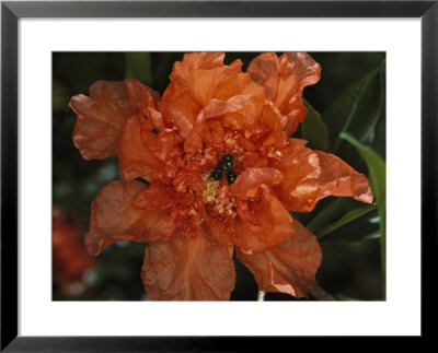 A Pair Of Bees Sipping Nectar From A Pomegranite Flower by Darlyne A. Murawski Pricing Limited Edition Print image