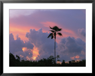 A Palm Tree Silhouetted Against A Colorful Cuban Sunset by Steve Winter Pricing Limited Edition Print image