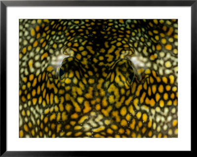 A Close View Of The Eyes And Brightly Colored Patterned Skin Of A Tropical Reef Fish by Wolcott Henry Pricing Limited Edition Print image