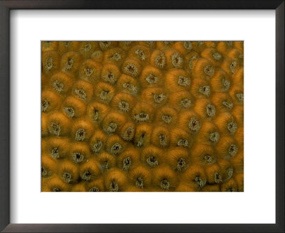 A Close-Up Of Coral Polyps by Wolcott Henry Pricing Limited Edition Print image