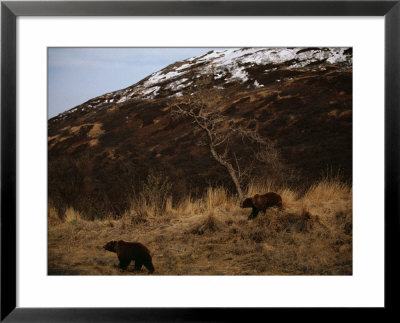 Grizzly Bears Run In The Wild by Joel Sartore Pricing Limited Edition Print image