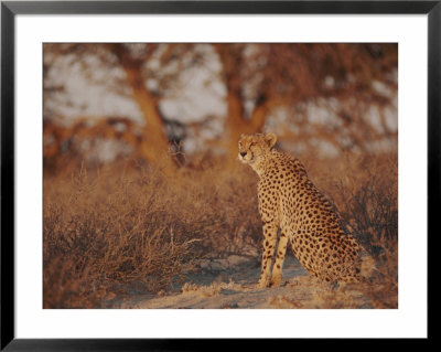 Cheetah by Nicole Duplaix Pricing Limited Edition Print image