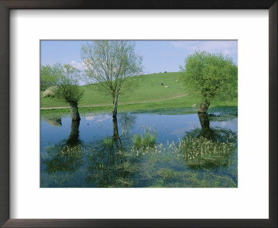 Marshy Area Near The Lejre Open-Air Museum by Sisse Brimberg Pricing Limited Edition Print image