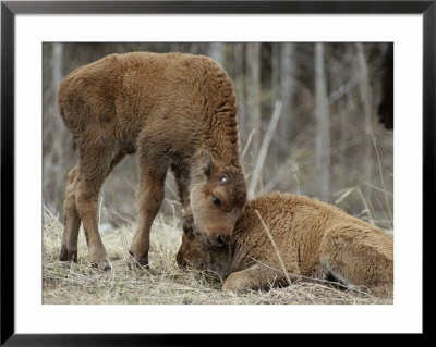 A Wood Buffalo Calf Nuzzles Its Twin by Paul Nicklen Pricing Limited Edition Print image