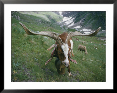 Close View Of A Goat With Long Horns by Walter Meayers Edwards Pricing Limited Edition Print image