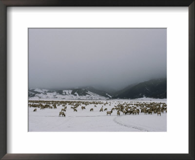 A Herd Of Elk Or Wapitis In Grand Teton National Park by Raymond Gehman Pricing Limited Edition Print image