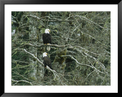 Pair Of American Bald Eagles Perch In A Treetop by Klaus Nigge Pricing Limited Edition Print image