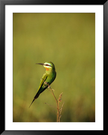 Bee-Eater Bird by Beverly Joubert Pricing Limited Edition Print image