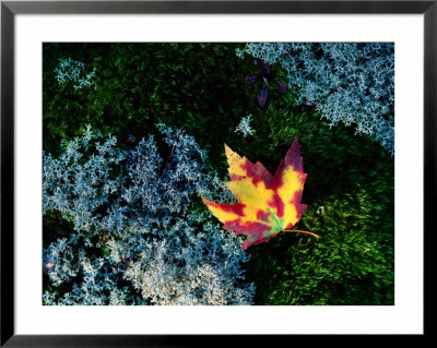 A Maple Leaf Lies On A Bed Of Moss And Lichen In Autumn by George F. Mobley Pricing Limited Edition Print image