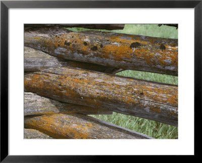A Close View Of Lichens Growing On A Corral Fence by Stephen Sharnoff Pricing Limited Edition Print image