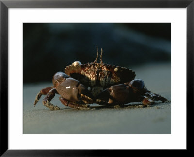 A Close View Of A Crab by Chris Johns Pricing Limited Edition Print image