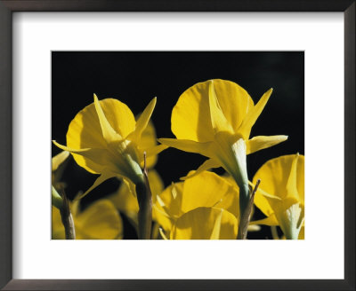 Petticoat Daffodils At Dawn by Jason Edwards Pricing Limited Edition Print image