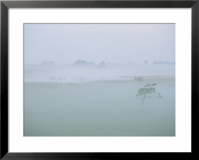 Misty Landscape, Muritz National Park, Germany by Norbert Rosing Pricing Limited Edition Print image
