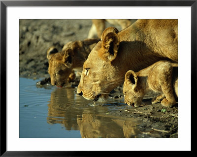 Lion Pride At A Water Hole by Beverly Joubert Pricing Limited Edition Print image