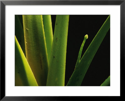An Inchworm (Eupithecia Orichloris) Blends With A Leaf Of Screw Pine by Darlyne A. Murawski Pricing Limited Edition Print image