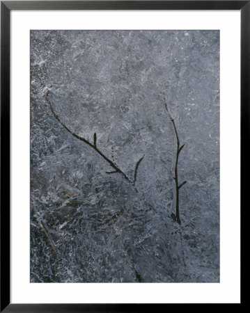 Tree Branch In The Ice by Marc Moritsch Pricing Limited Edition Print image
