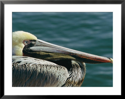Portrait Of A Brown Pelican by Marc Moritsch Pricing Limited Edition Print image