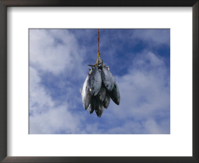 A Catch Of Bluefin Tuna Is Suspended From String by Nick Caloyianis Pricing Limited Edition Print image