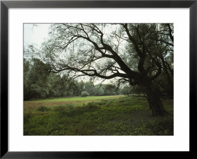 Gnarled Tree Branches Reaching Into A Small Woodland Meadow by Klaus Nigge Pricing Limited Edition Print image