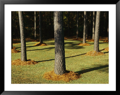 Longleaf Pine Trees Mulched With Pine Needles Along Interstate 95 by Raymond Gehman Pricing Limited Edition Print image