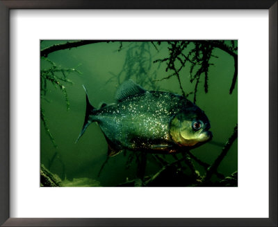 Piranha, Serrasalmus Natteri by Rodger Jackman Pricing Limited Edition Print image