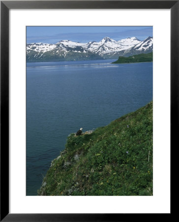 An American Bald Eagle Perches On Its Clifftop Nest by Klaus Nigge Pricing Limited Edition Print image