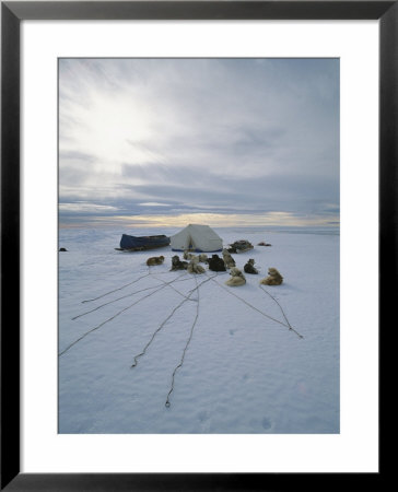 Sled Dogs Rest Near The Mushers Tent At The End Of The Day by Norbert Rosing Pricing Limited Edition Print image