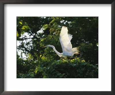 A Great Egret Spreads Its Wings In Its Vine-Covered Nest by Raymond Gehman Pricing Limited Edition Print image