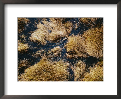 Crocodile Swimming In A Sea Of Grass by Bobby Haas Pricing Limited Edition Print image